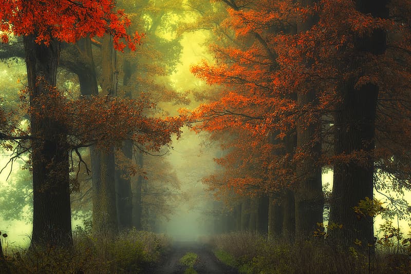 Nature, Tree, Fog, Fall, , Path, Tree Lined, Dirt Road, HD wallpaper