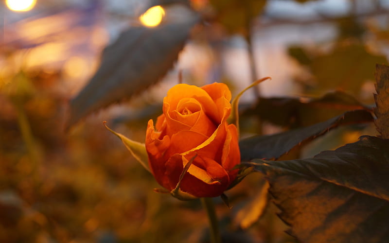 rose, flowers, bud, HD wallpaper
