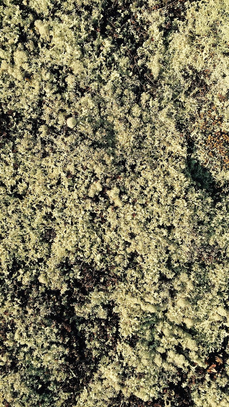 moss, detail, green, macro, nature, stone, HD phone wallpaper