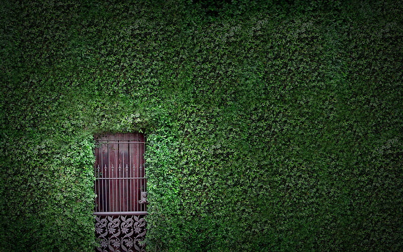 hidden doorway, leaves, graphy, green, doorway, beauty, abstract, ivy, door, HD wallpaper