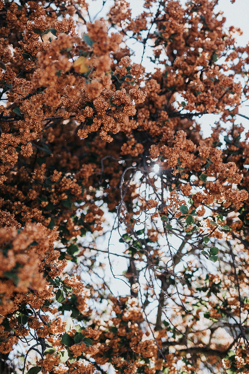 tree, flowers, branches, bloom, plant, HD phone wallpaper