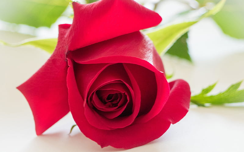 red rose, bud, macro, roses, HD wallpaper