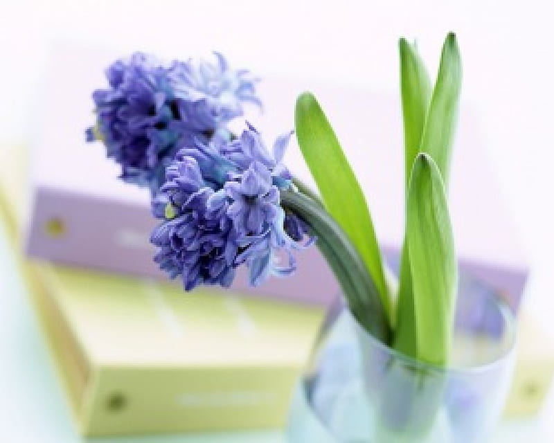 Delicate Blue Orchids, vase, flowers, blue orchids, folders, HD wallpaper