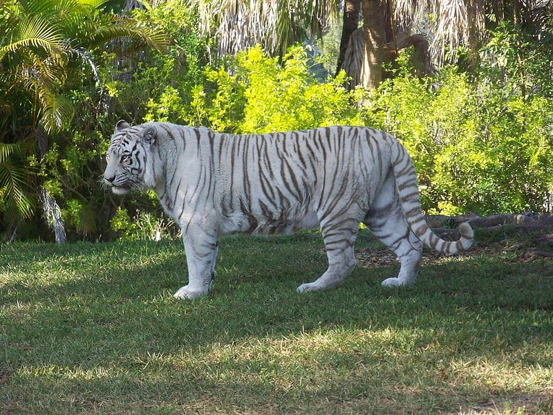 Tigre blanco en movimiento, tigre, blanco, gato grande, animal, Fondo de  pantalla HD | Peakpx