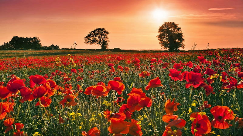 Poppies, blossoms, sunset, trees, field, landscape, HD wallpaper
