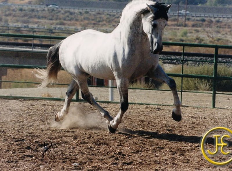 Big Grey, spanish stallion, gris, andalusian stallion, animals, horses, spain, HD wallpaper