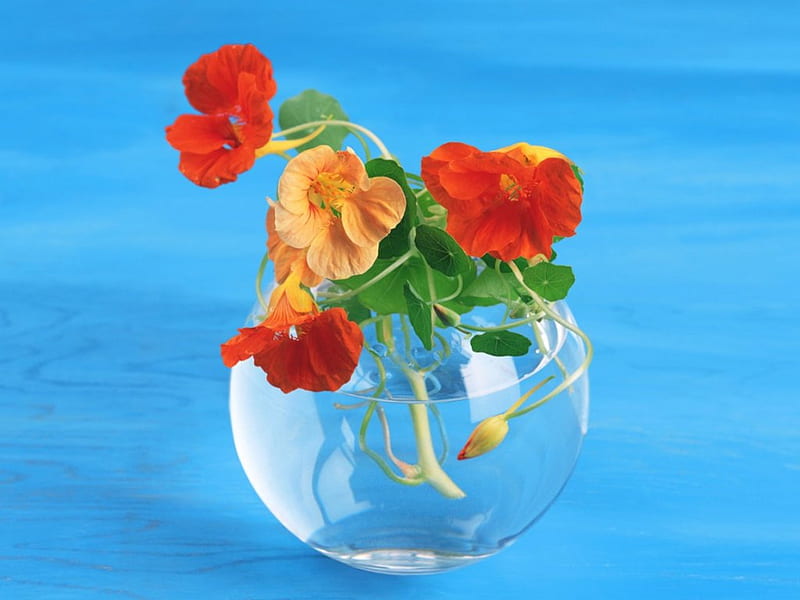 NASTURTIUMS, edible plants, glass, turquoise, bright colours, vases, herbs, posies, flowers, HD wallpaper