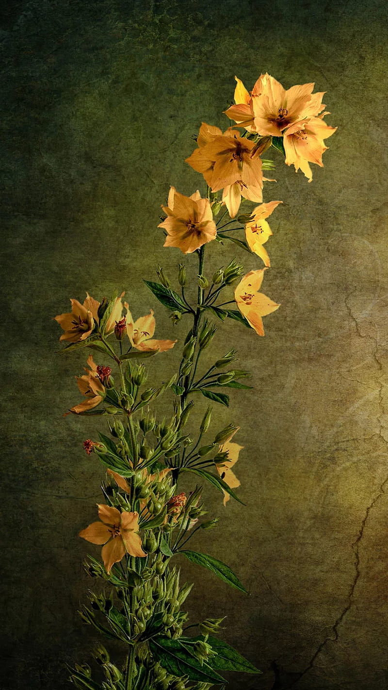 Poppy flower card vertical background bokeh №154034