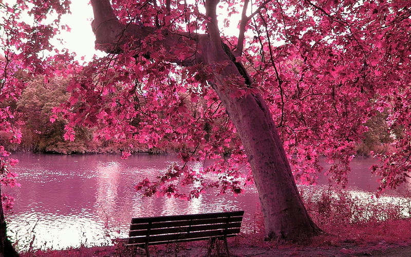 Beauty of nature, Park, Bench, Nature, River, HD wallpaper Beauty of nature, Park, Bench, Nature, River, HD wallpaper