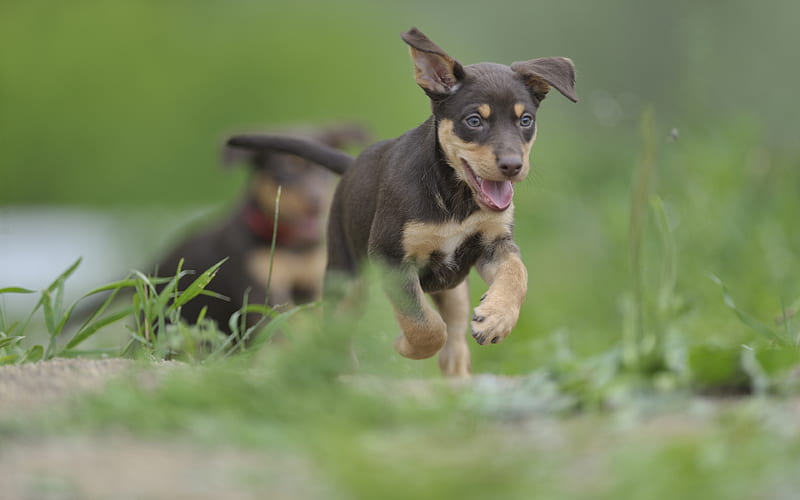 Australian Kelpie running dog, puppy, dogs, lawn, cute animals, black dog, pets, Australian Kelpie Dog, HD wallpaper