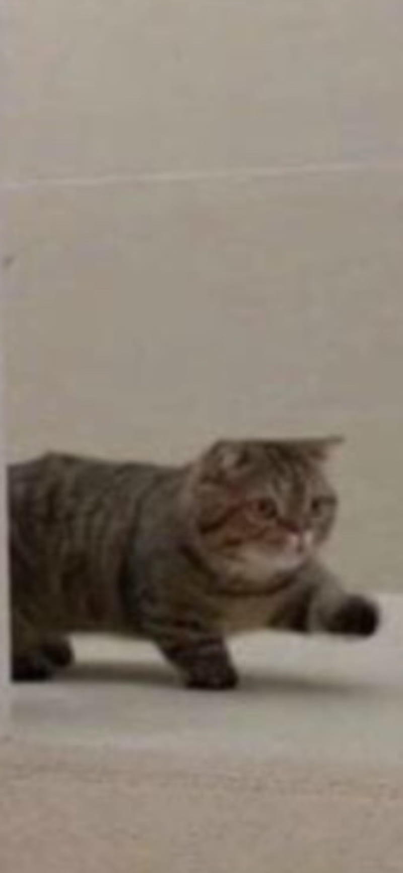 Cat, funny, meme cute, HD phone wallpaper