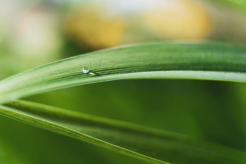 Close-Up Of Water Drop On Leaf, HD wallpaper