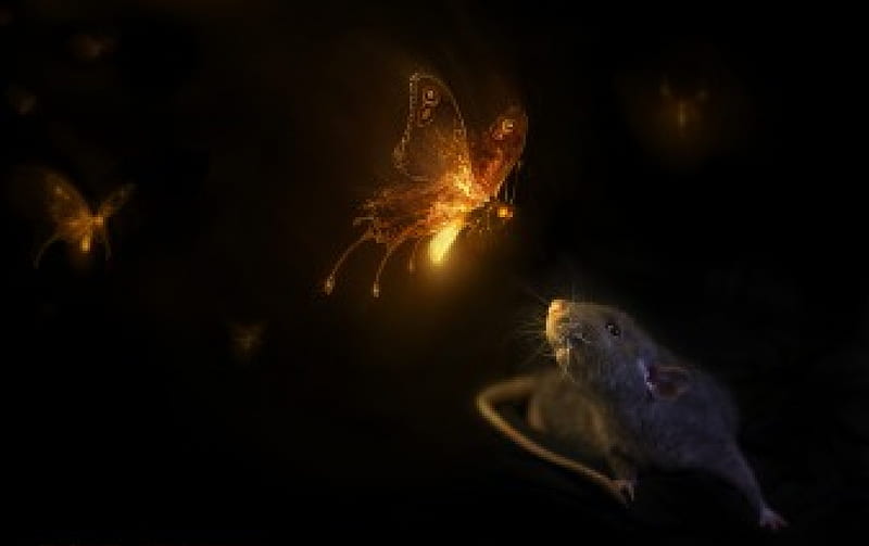 Surprise!, wings, background, black, animal, fly, butterfly, manipulation, mouse, insect, light, HD wallpaper