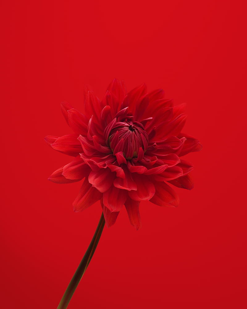 dahlia, flower, red, petals, HD phone wallpaper