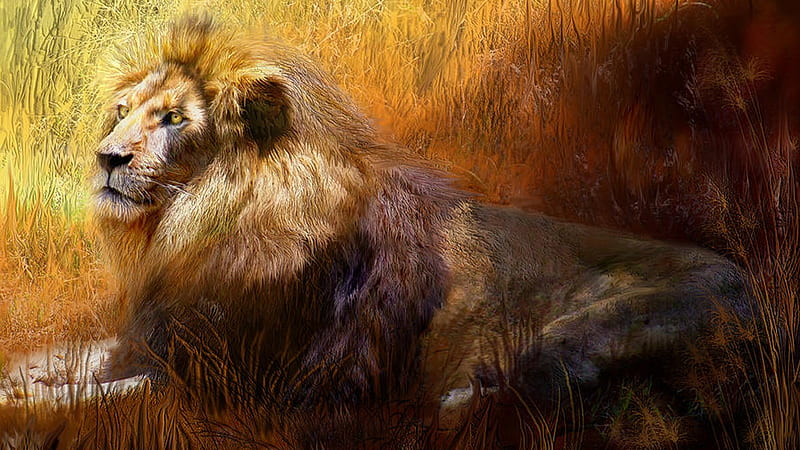 Lion in Dried Grass, big cat, grass, lion, king of the jungle, HD wallpaper
