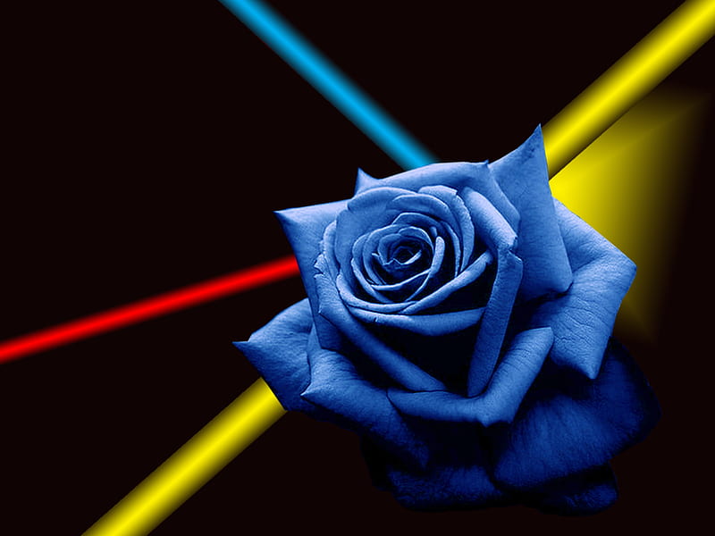 For Separation Day, red, natue, rose, yellow, bonito, abstract, graphy, alone, sad, flower, beauty, blue, HD wallpaper