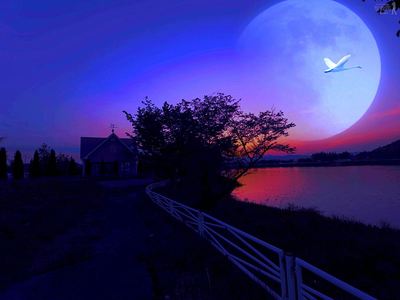 SWAN FLIGHT, fence, moon, house, full moon, flight, swan, lake, night, HD wallpaper