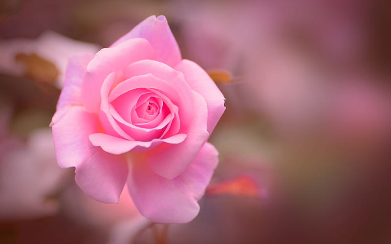pink rose, bokeh, pink flowers, dew, beautiful flowers, pink buds, roses, HD wallpaper
