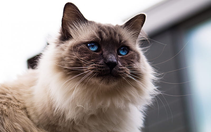 Siamese fluffy cat, pets, cat with blue eyes, cute animals, cats, HD wallpaper