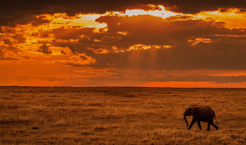 elephant, savanna, sunset, nature, africa, HD wallpaper