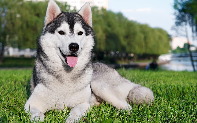 Siberian Husky lawn, dogs, husky, grass, cute animals, Husky Dog, HD wallpaper