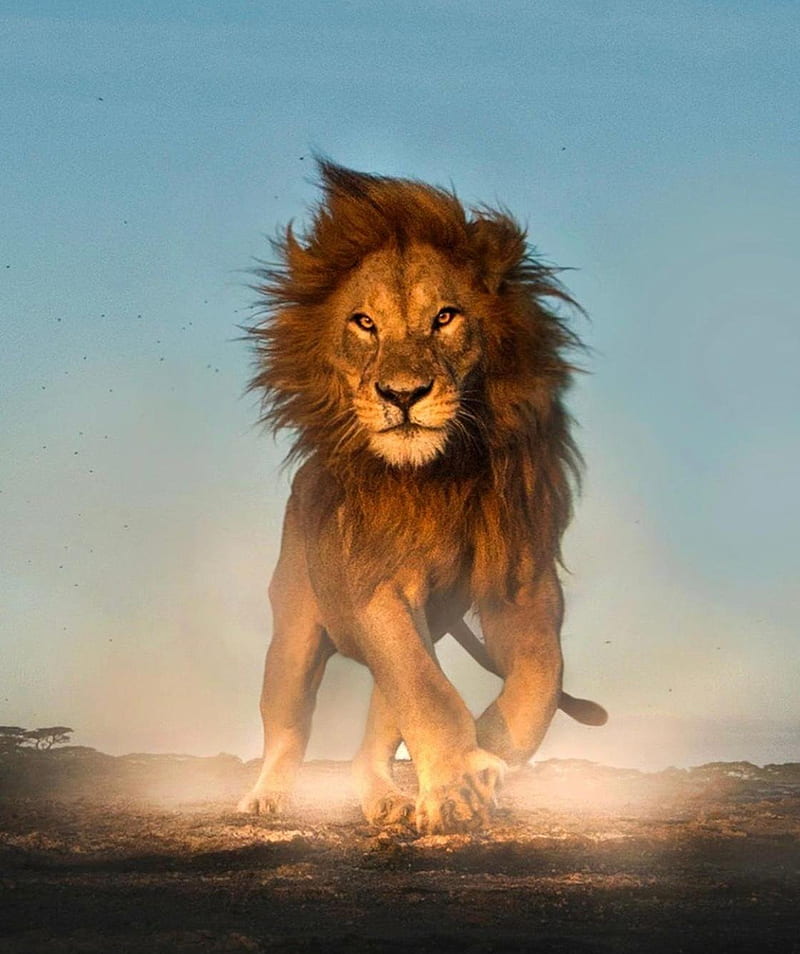 Lion, fierce lion, fire, king, lions, HD phone wallpaper