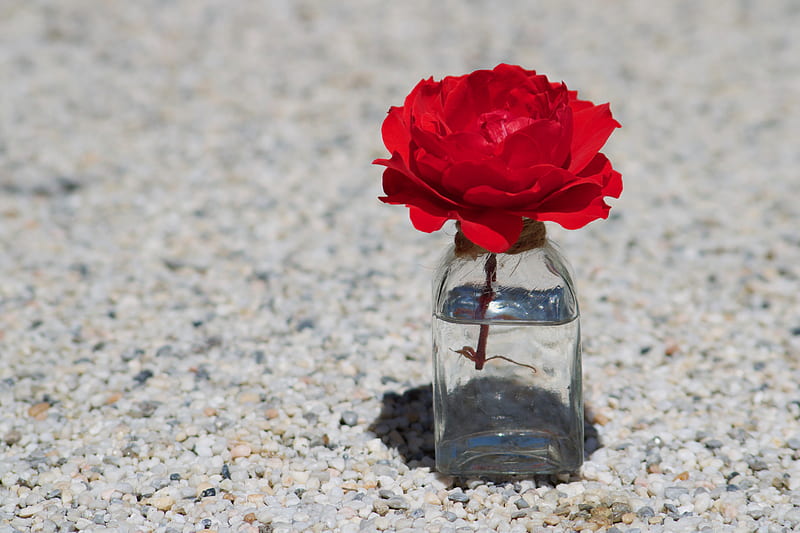 red flower in clear glass jar, HD wallpaper