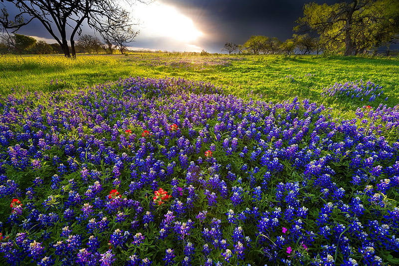 Spring Sunrise in the Texas Hill Country, Texas, grass, spring, country, bluebonnets, wildflowers, sunrise, hill, meadow, HD wallpaper