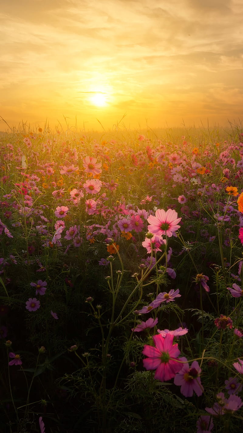 cosmos blossom, flower, landscape, flowers, romantic, sunset, HD phone wallpaper