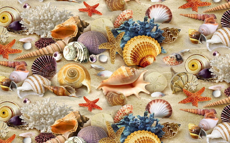 Corals and Shells, corals, beach, textures, sand, texture, shells, HD wallpaper