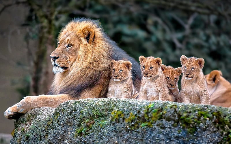King and His Cubs, feline, mane, lion, wild, HD wallpaper