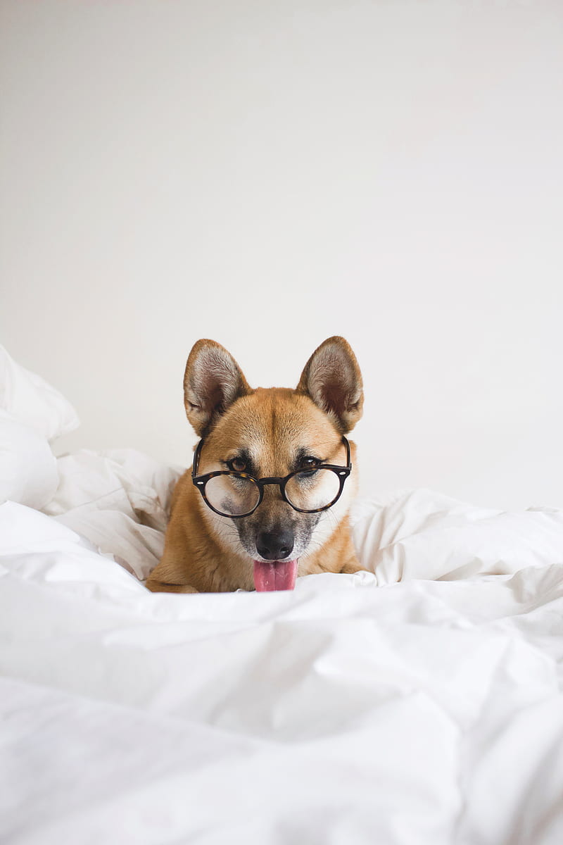 dog, glasses, protruding tongue, funny, pet, animal, HD phone wallpaper