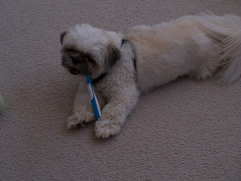 I can brush my own teeth - Mojo, Friends, Pets, Dogs, Shih tzu, HD wallpaper