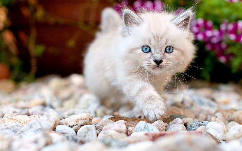 Ragdoll, fluffy gray kitten, blue-eyed kitten, cute animals, fluffy cats, pets, little cats, HD wallpaper