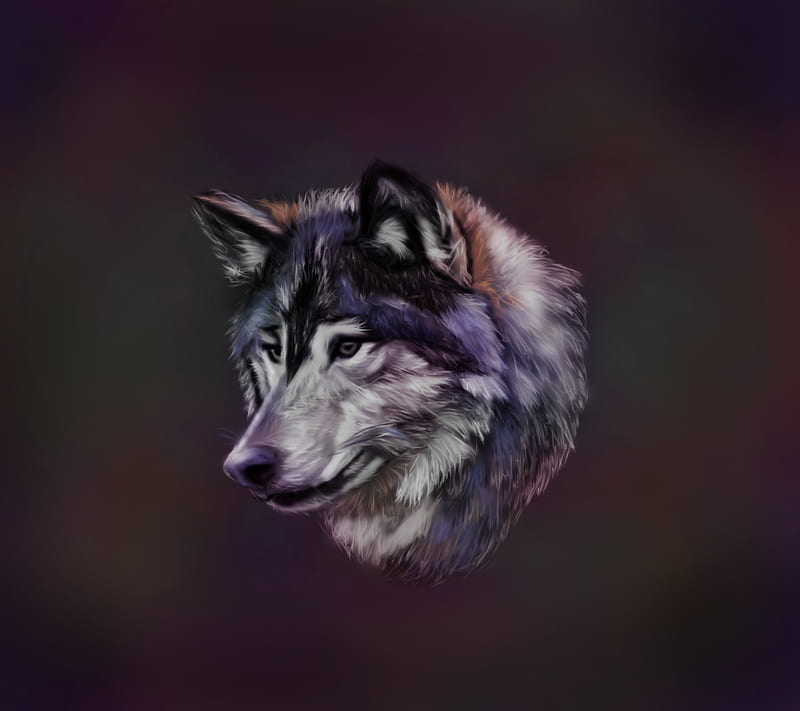 A Wolf, animal, drawing, HD wallpaper