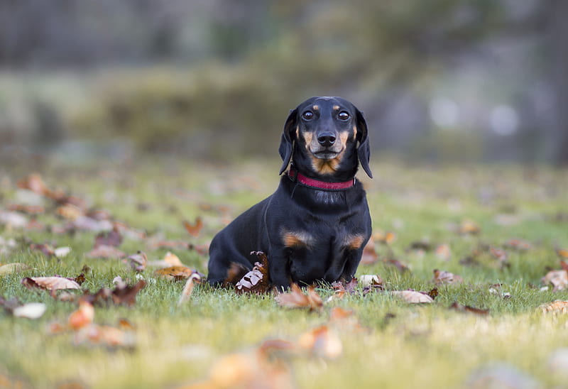 dachshund, dog, black, lop-eared, collar, lawn, fallen leaves, HD wallpaper
