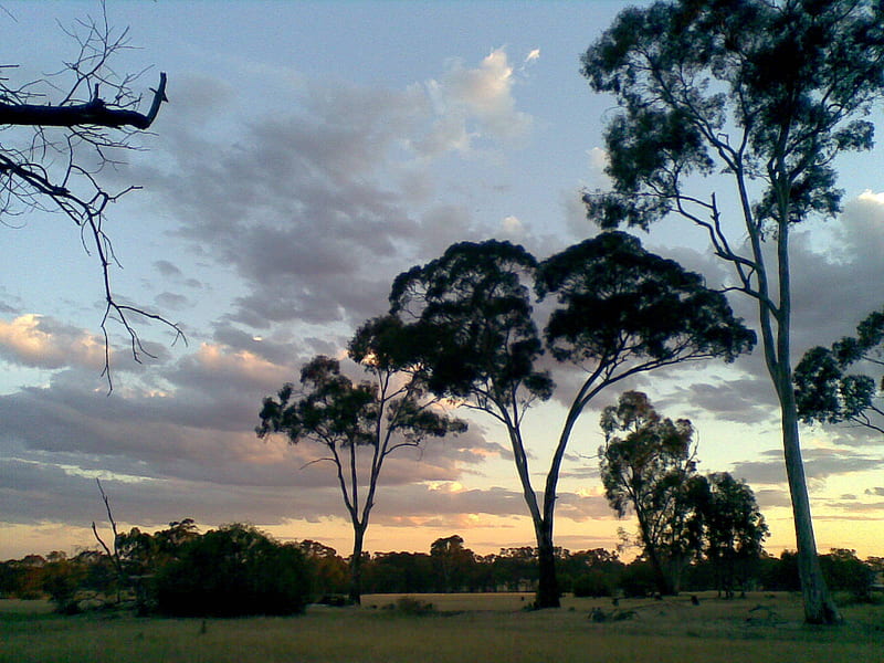 Dusk on Australian bush, bush, outback, australia, dusk, nature, HD wallpaper