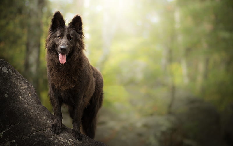 Belgian Shepherd, bokeh, pets, forest, cute animals, black Belgian Shepherd, dogs, Belgian Shepherd Dog, HD wallpaper