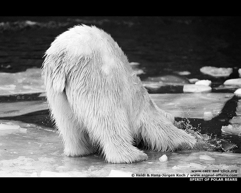 polar's butt, polar, bears, animals, HD wallpaper