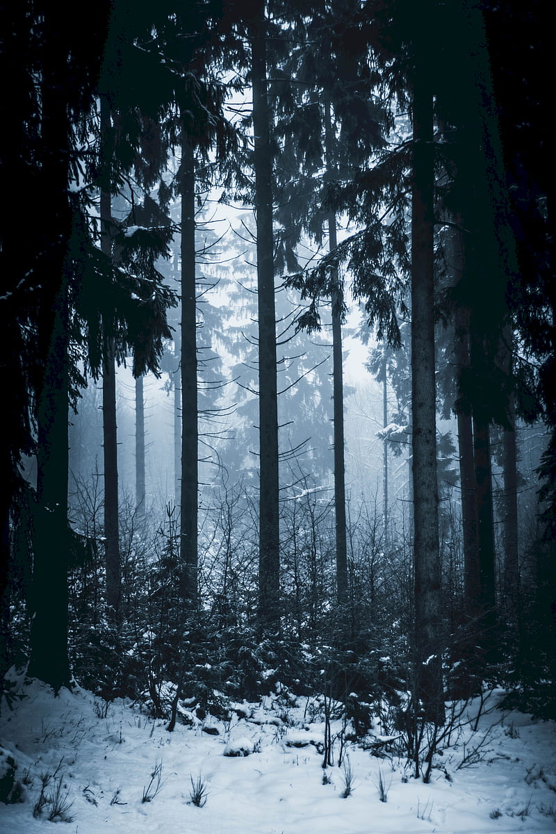 forest, winter, fog, trees, HD phone wallpaper
