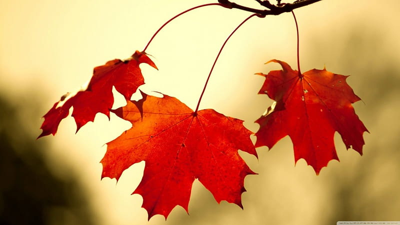 red oak leaves close up, Fall, red, tree, leaves, oak, Autumn, HD wallpaper