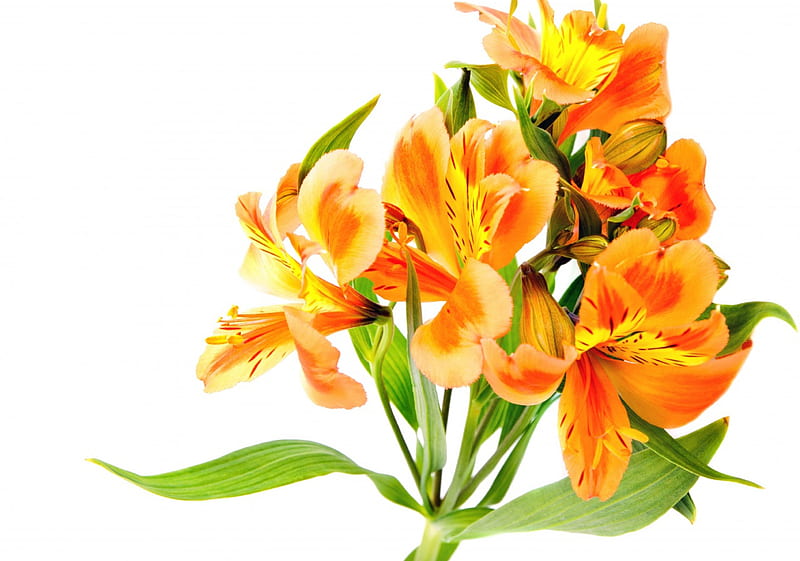 Orange day lillies, lily, flower, lillies, orange, HD wallpaper