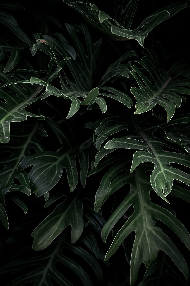 plant, leaves, green, carved, HD phone wallpaper