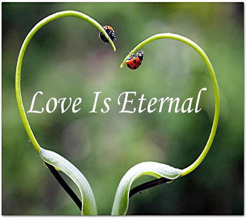 Love is Eternal. Цветы Love is Eternal. Love is Ageless.