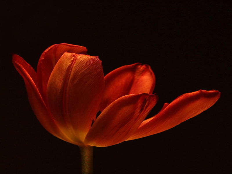 Tulip, flower, red, orange, HD wallpaper | Peakpx