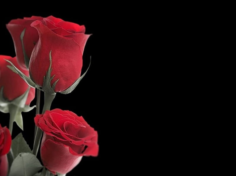 Roses, red, flowers, rose, HD wallpaper | Peakpx