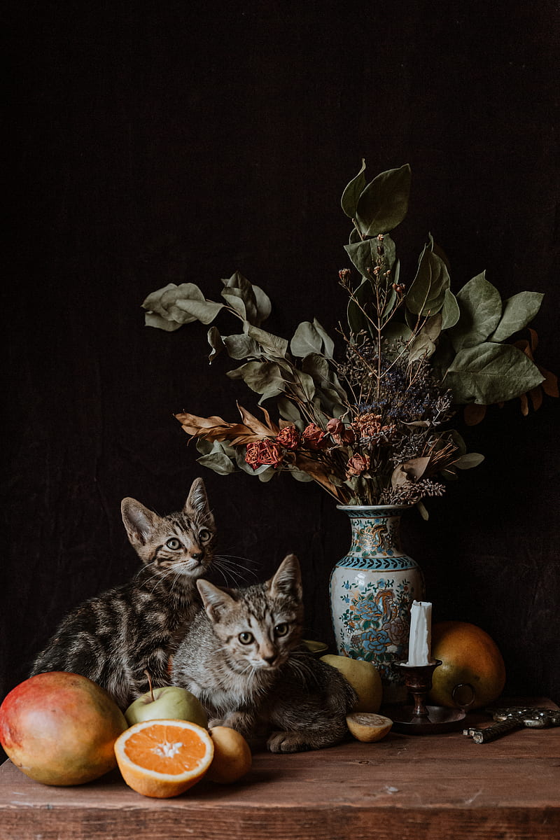 brown tabby cat beside green plant, HD phone wallpaper