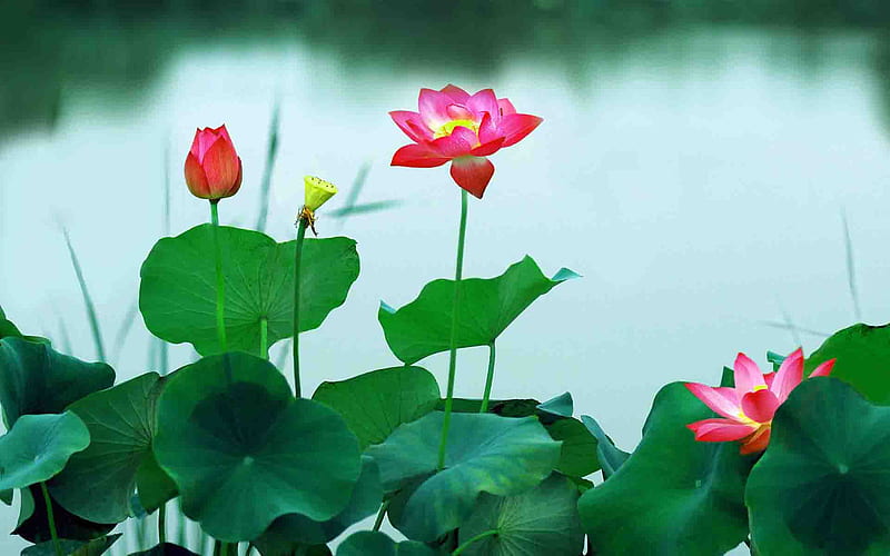 fantasy-lotus-, fantasy, lotus, flowers, nature, pink, leafs, HD wallpaper