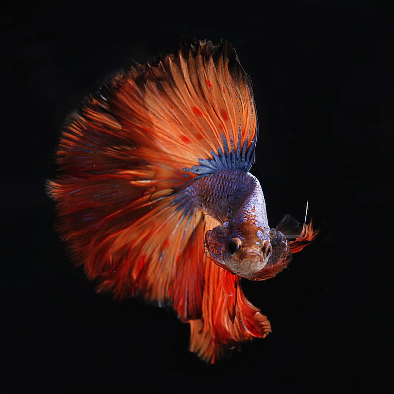 Betta Fish, HD phone wallpaper | Peakpx