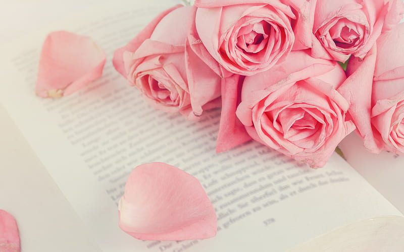 pink roses, rosebuds, beautiful pink flowers, pink petals, HD wallpaper
